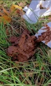 I eat someone elses shit in the woods [SD / AVC / 115.43 MB]