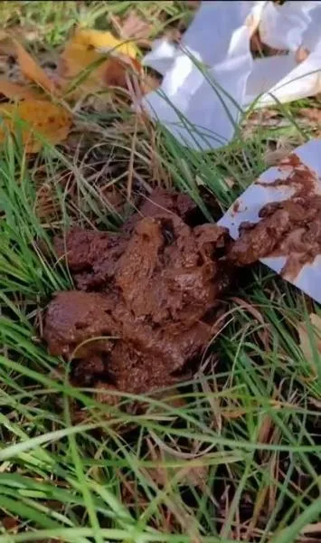 I eat someone elses shit in the woods [SD / AVC / 115.43 MB]